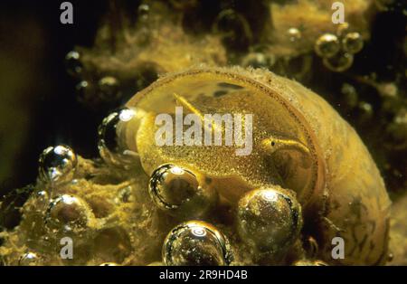 Lumaca d'acqua dolce, lumaca di fango a forma di uovo (Radix ovata), Baden-Wuerttemberg, Germania, Europa Foto Stock