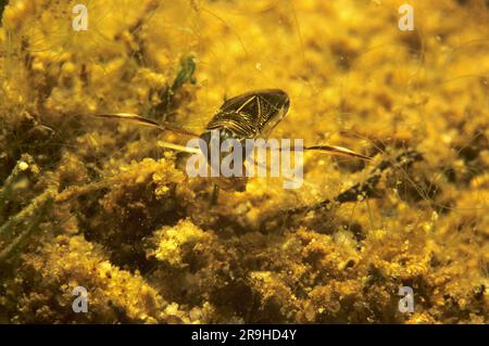 Leer Water Boatman (Corixa punctata), Baden-Wuerttemberg, Germania, Europa Foto Stock