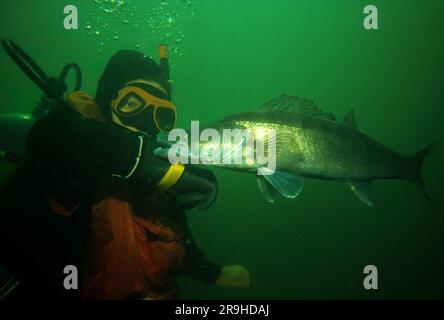 Il pesce persico (Stizostedion lucioperca) attacca un subacqueo, Baden-Wuerttemberg, Germania, Europa Foto Stock