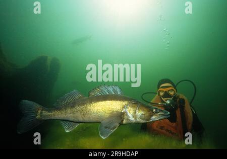 Pesce persico (Stizostedion lucioperca) e subacqueo, Baden-Wuerttemberg, Germania, Europa Foto Stock