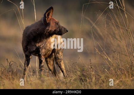 Un African Wild Dogs in attesa che gli altri membri del branco salutino, il Parco Nazionale del Chobe, il Botswana, l'Africa meridionale Foto Stock