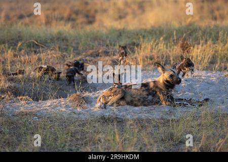 L'alfa-femmina (African Wild Dog) con i suoi piccoli (cuccioli) di fronte alla tana, il Parco Nazionale del Chobe, il Botswana, l'Africa meridionale Foto Stock