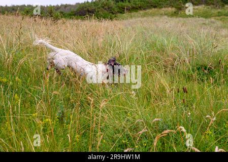 Cane Springer Spaniel che corre in erba lunga Foto Stock