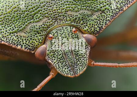 Comune Green Shieldbug (Palomena prasina) primo piano della testa. Tipperary, Irlanda Foto Stock