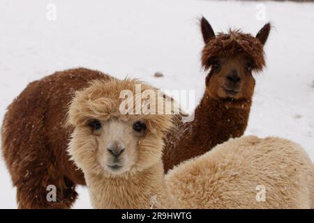 Alpaca Foto Stock