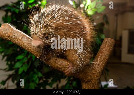 Un porcospino, che è un cucciolo dalla coda di Prehensile, nella piccola casa dei mammiferi dello zoo nazionale dello Smithsonian. Foto Stock