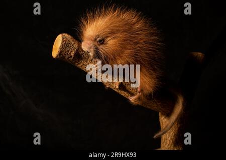 Un porcospino di tre giorni, il bambino di un porcospino dalla coda precendente, nella piccola casa dei mammiferi dello zoo nazionale dello Smithsonian. Foto Stock