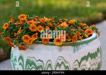 Vaso di fiori bianco con fiori arancioni milioni di campane in fiore sul patio Foto Stock