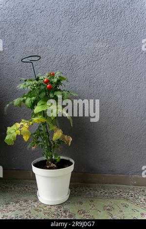 Un cespuglio di pomodori ciliegini maturi, un piccolo pomodoro di Tim in una pentola bianca coltivata a casa sul balcone. Alcune foglie sono diventate gialle o si sono seccate Foto Stock