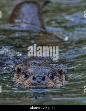 Lontra eurasiatica (Lutra lutra) maschio adulto che nuota tra gli spruzzi d'acqua. Foto Stock