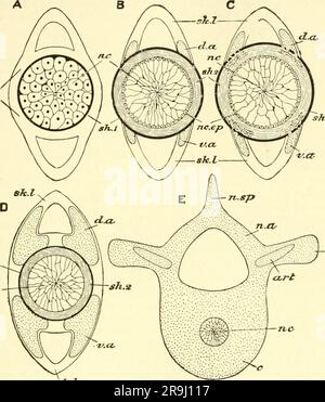 "Einführung in die vergleichende Anatomie der Wirbeltiere, für Studierende" (1907) Foto Stock