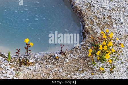 Seep Monkeyflowers (Erythranthe guttata) accanto a una piccola sorgente termale nel West Thumb Geyser Basin del parco nazionale di Yellowstone, Teton Co., Wyoming, USA. Foto Stock