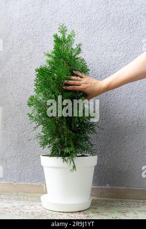 La mano di una donna tocca gli aghi di una casa sempreverde di thuja decorativa Foto Stock