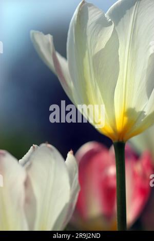 Immagine ravvicinata di una singola Tulipa Purissima con ampi petali allungati bianchi e una base cremosa. Conosciuto anche come Imperatore bianco. Gruppo Fosteriana. Foto Stock