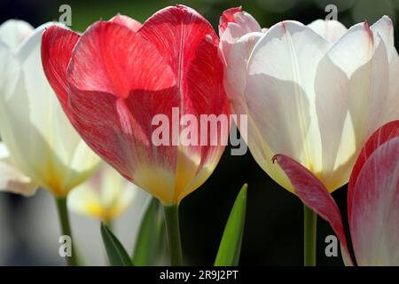 Primo piano di un Imperatore Rosso Tulip alias Madame Lefeber e Red Purissima accanto a un Imperatore bianco Tulipa Purissima. Luminoso sole di aprile Foto Stock