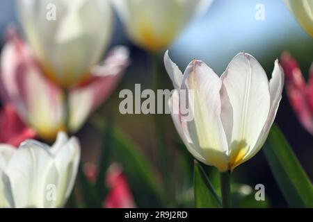 Primo piano di un fiore di Tulipa Purissima alla luce del sole con ampi petali bianchi che diventano rosa pallido con una base cremosa. Gruppo Fosteriana. Foto Stock