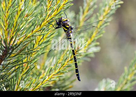 Dragonfly dagli anelli d'oro, Cordulegaster boltonii, Sussex, Regno Unito Foto Stock