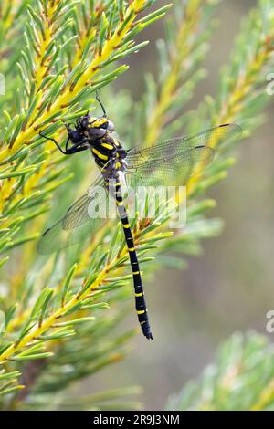 Dragonfly dagli anelli d'oro, Cordulegaster boltonii, Sussex, Regno Unito Foto Stock