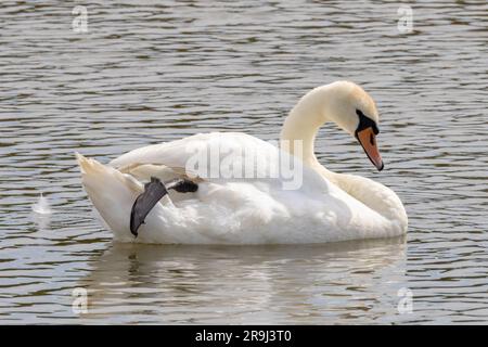 Cigno muto, Cygnus olor, nuoto su un fiume, Sussex, Regno Unito Foto Stock