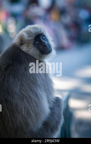 Langur grigio indiano (Semnopithecus entellus); langur grigio; langur grigio; scimmia langur Hanuman; espressione degli occhi; emozione; Foto Stock