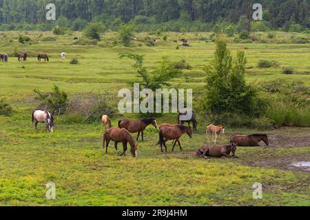 Molti bei cavalli pascolano su un campo verde. I cavalli stanno rotolando sull'erba. Mandria di cavalli Foto Stock