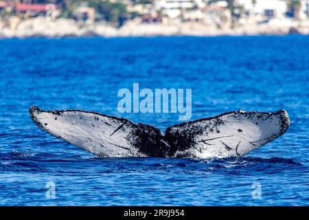 Balena che entra nel mare profondo del Golfo della California che unisce il Mare di Cortez con l'Oceano Pacifico di fronte alla costa di Cabo San Lucas Foto Stock