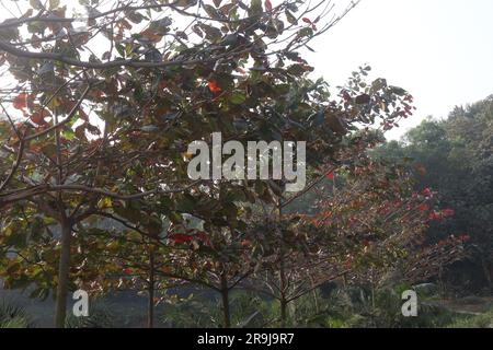 La pianta di alberi di catappa Terminalia in vivaio per la raccolta sono colture da reddito Foto Stock