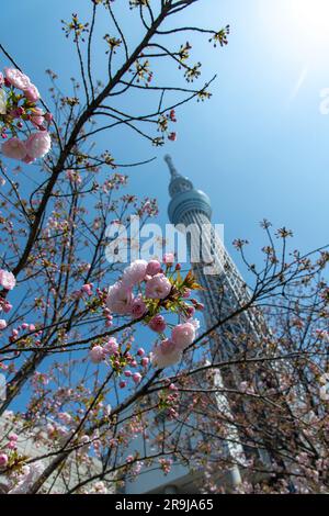 Tokyo, Giappone-aprile 2023; vista verticale dall'angolo basso della torre di osservazione e di trasmissione Tokyo Skytree contro un cielo blu con blo di ciliegie rosa e bianco Foto Stock