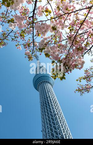 Tokyo, Giappone-aprile 2023; vista verticale dall'angolo basso della torre di osservazione e di trasmissione Tokyo Skytree contro un cielo blu con blo di ciliegie rosa e bianco Foto Stock