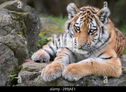 Giovane tigre Amur Foto Stock