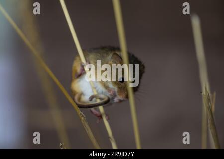 Il piccolo tosino sale gli steli d'erba Foto Stock