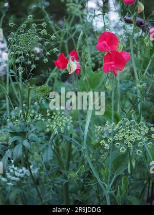 Primo piano di ammi Majus e dei fiori di pisello "Miss wilmot" in un cottage-giardino al crepuscolo in Gran Bretagna Foto Stock