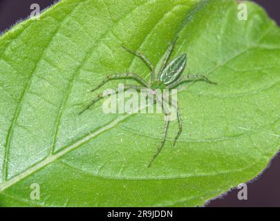 Green Lynx Spider (Peucetia viridans) sulla foglia verde Foto Stock