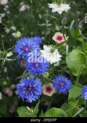 Fiori di mais blu (palla blu), nigella bianca e phlox annuale in una zona di fiori da giardino in estate Foto Stock