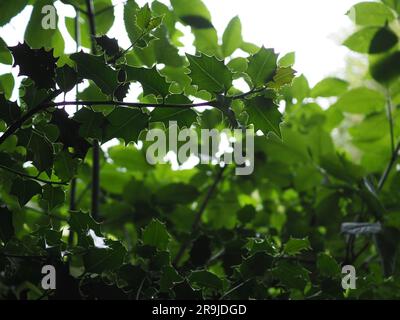 Wild Ilex (holly) foglie sovrapposte e retroilluminate con alcune in silhouette, mostrando diverse sfumature di verde e la forma e le vene appuntite della foglia Foto Stock