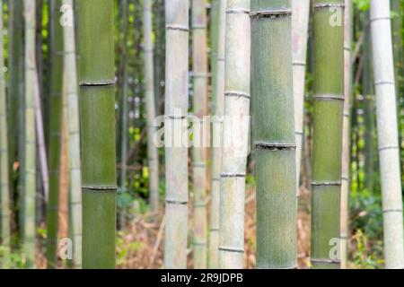 Vista ravvicinata degli steli o dei culmi di un bambù nel boschetto di bambù di Arashiyama o della foresta di bambù di Sagano di Arashiyama, Giappone, costituita da mōsō bamboo (Phyl Foto Stock