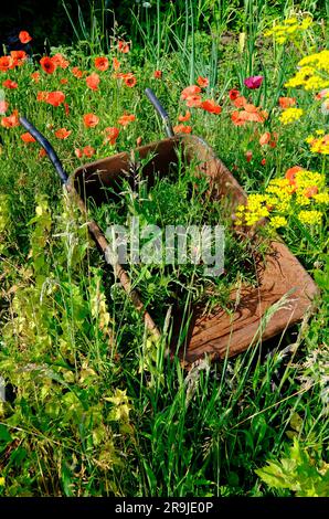 fiori selvatici che crescono intorno alla carriola arrugginita in un giardino di riparto Foto Stock