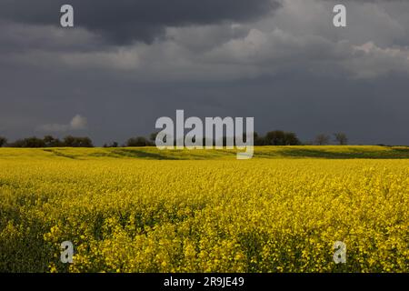 Colza (Brassica napus subsp. Napus) nuvole di tempesta nera Suffolk maggio 2023 Foto Stock