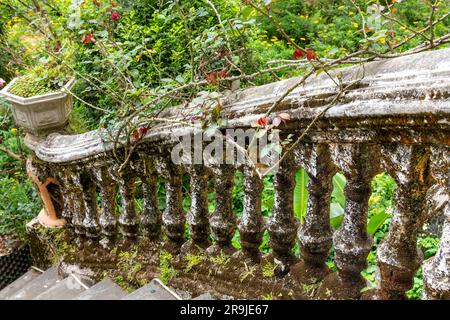 Primo piano delle scale coltivate a pianta nel cortile del fatiscente Palazzo Hoang A Tuong, Bac ha, Vietnam, con una miscela di architettura europea e cinese Foto Stock