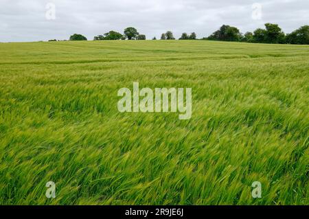 campo di grano primaverile, norfolk settentrionale, inghilterra Foto Stock