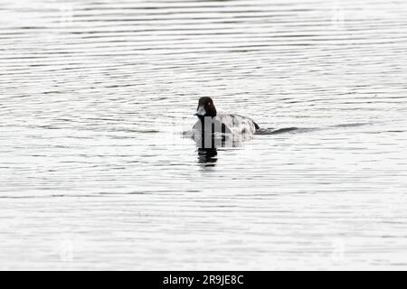 Scaup minore (Aythya affinis) Norfolk giugno 2023 Foto Stock