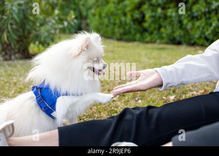 Proprietario anonimo e adorabile cane della Pomerania e toccando dolcemente il tuo animale domestico mentre ti godi l'estate insieme nella natura verde Foto Stock