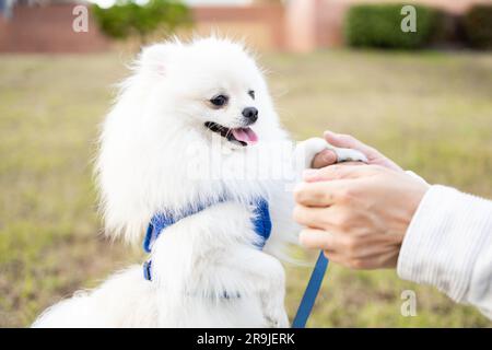 Anonimo uomo proprietario di cani tenendo gamba di bianco soffice Pomerania Spitz mentre si allena su erba per strada Foto Stock