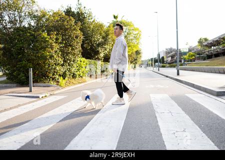 Vista laterale di un giovane asiatico in abiti informali con adorabile cane bianco Pomeranian Spitz che attraversa la strada su una passerella in strada nelle giornate di sole Foto Stock