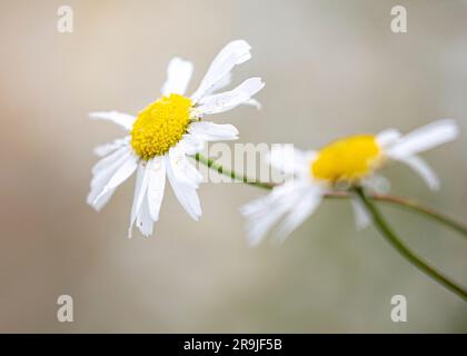 Primo piano dei fiori di margherita Oxeye (Leucanthemum vulgare) che crescono selvaggi nella campagna del Regno Unito. Chiudi le margherite selvagge nei dettagli. Foto Stock