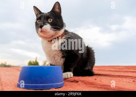 Dal basso adorabile gatto bianco e nero abbandonato seduto sul tetto vicino a una ciotola di cibo secco per gatti e mangiare mentre si guarda lontano Foto Stock