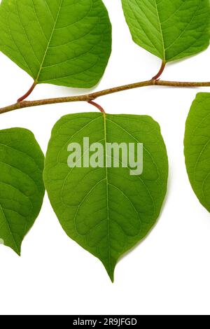 Ramo di alghe asiatiche isolato su sfondo bianco Foto Stock