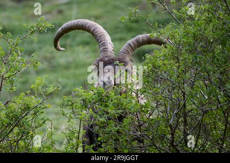 Capra selvaggia di montagna marrone e nera con lunghe corna nascoste dietro il cespuglio in montagna Foto Stock