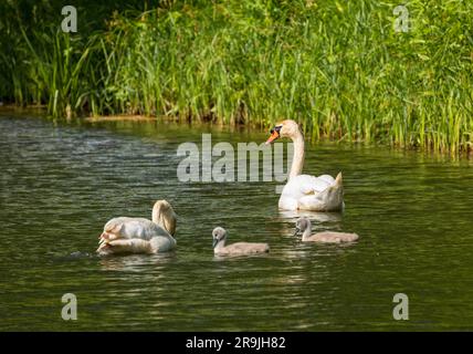 Coppia di cigni con due cigni sullo stagno presso il parco pubblico tghe del Palazzo Gråsten Foto Stock