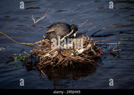 Coot su un nido con le uova. Il nido si trova su un lago a Kelsey Park, Beckenham, Kent, Regno Unito. Coot (Fulica atra) con uova. Foto Stock